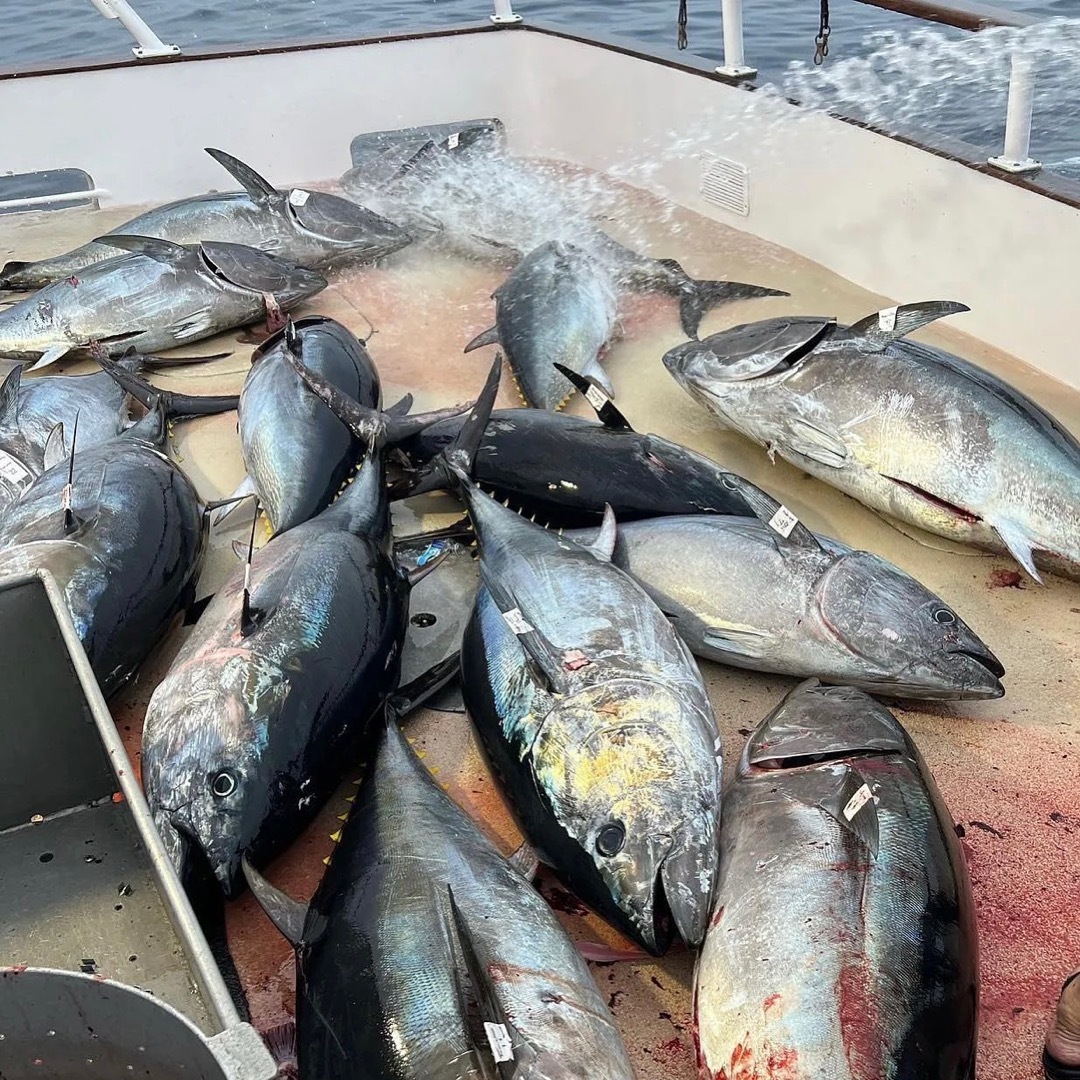 50 Bluefin from 100-150lbs!