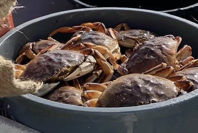 Opening Day of Dungeness Crab Season 