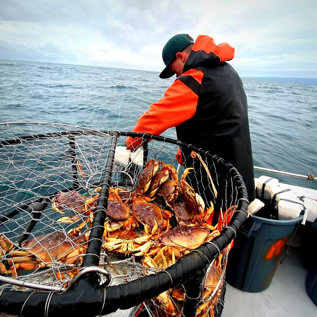 Dungeness crab season opens, with limitations cover picture