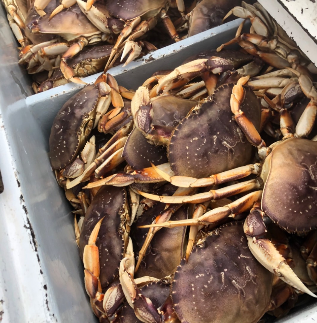 Crab/Rockfish COMBOS !!