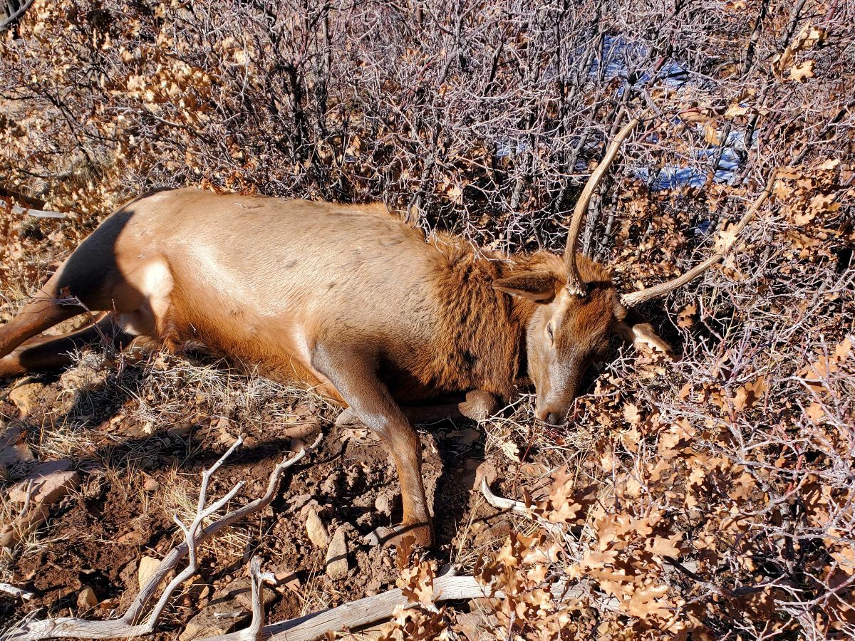 CPW investigating rash of suspected poaching cases over the last month in San Miguel County