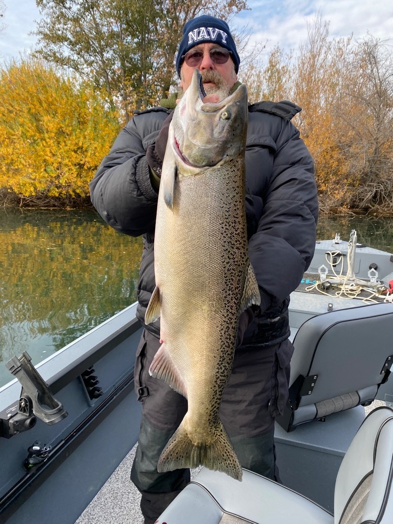 Sacramento River Late fall salmon and steelhead