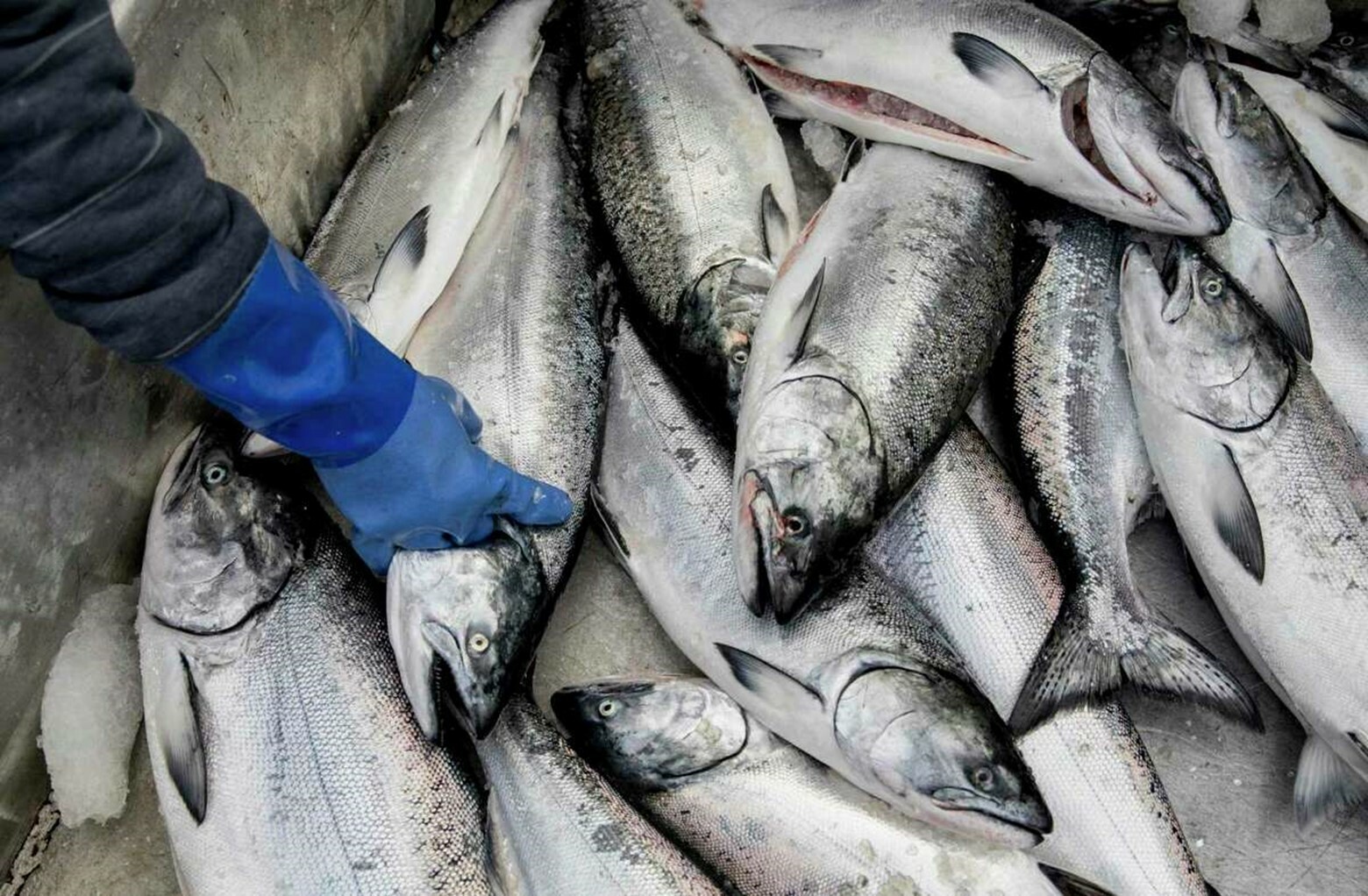 Golden State Salmon Association: Season Update cover picture