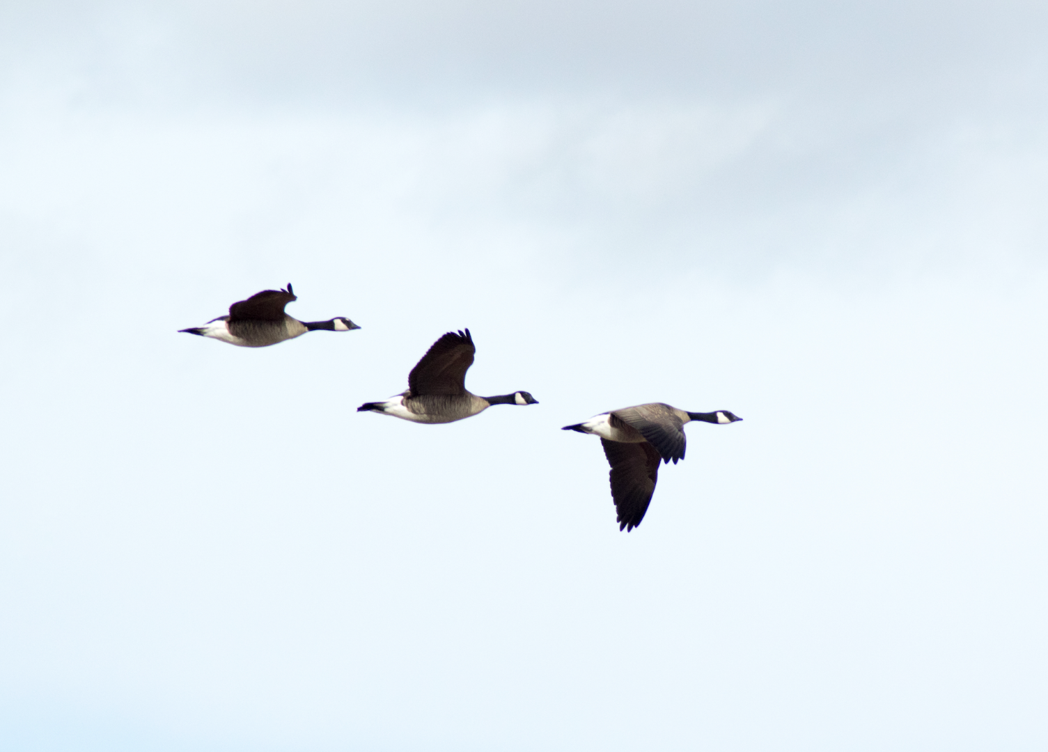  CPW to host public meeting discussing waterfowl management in the Northeast hunting zone