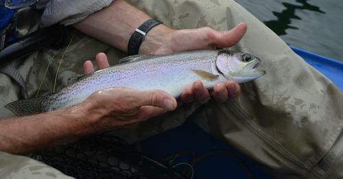 Statewide trout stocking highlights for December 2022