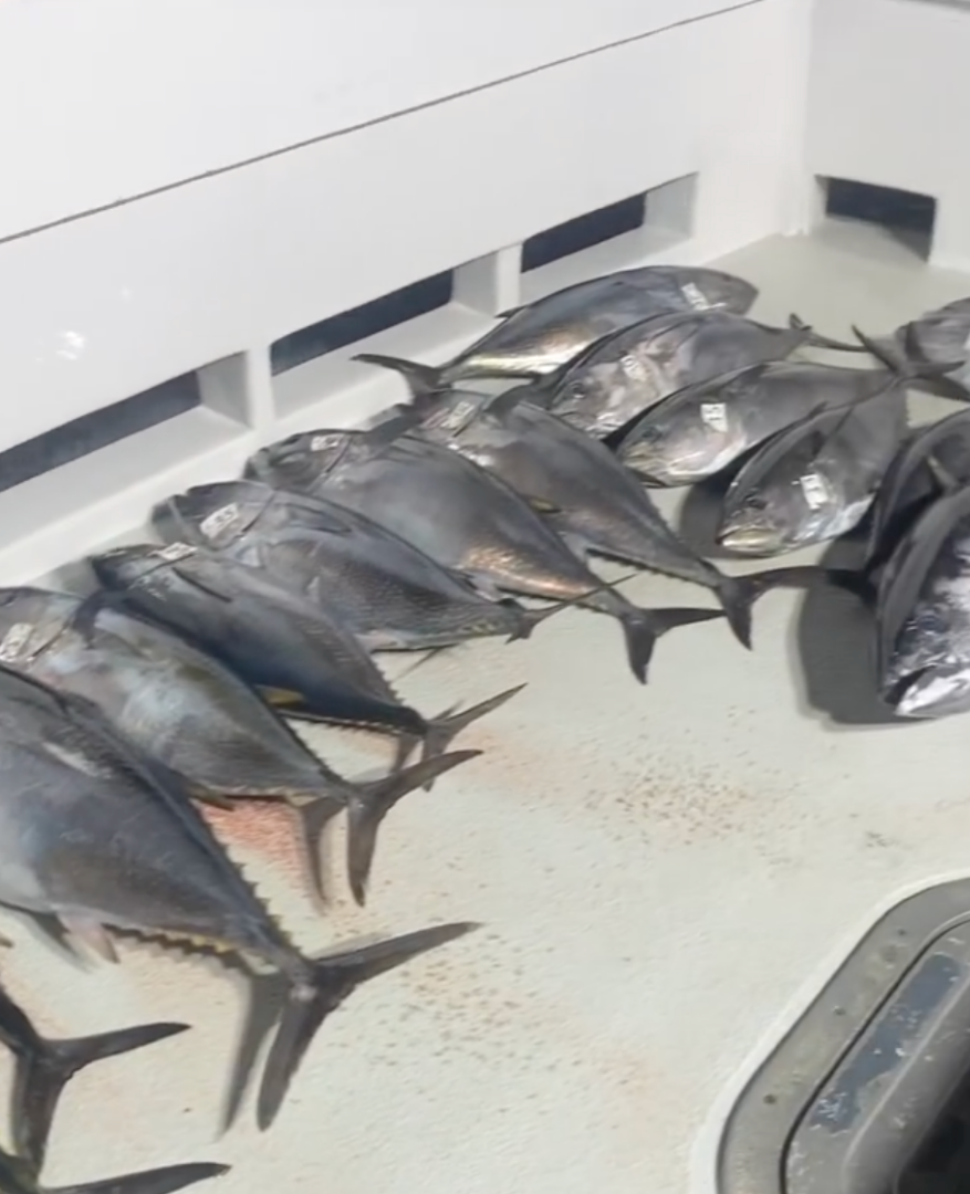 Bluefin are still biting