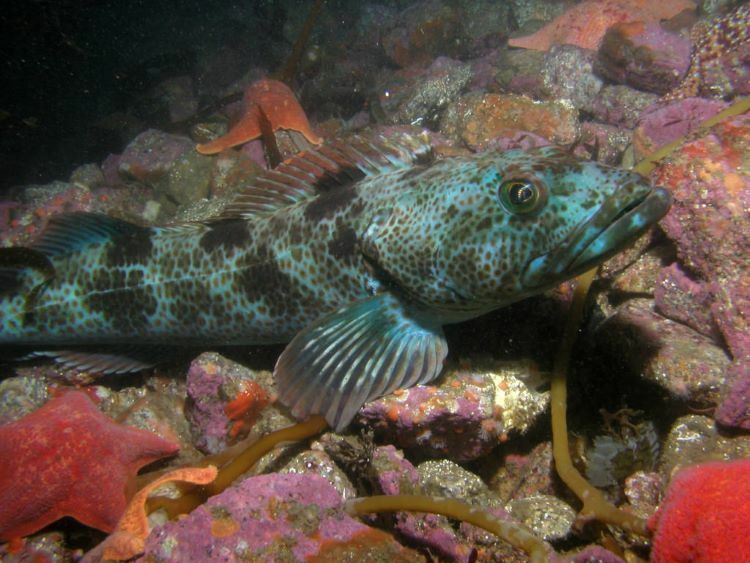 New Recreational Groundfish Fishing Regulations Coming in the New Year cover picture