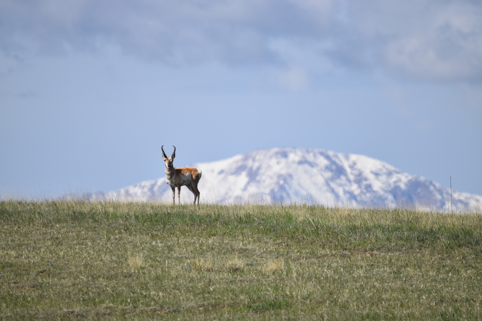  CPW seeks public comment on Southeast Region pronghorn herd management plans