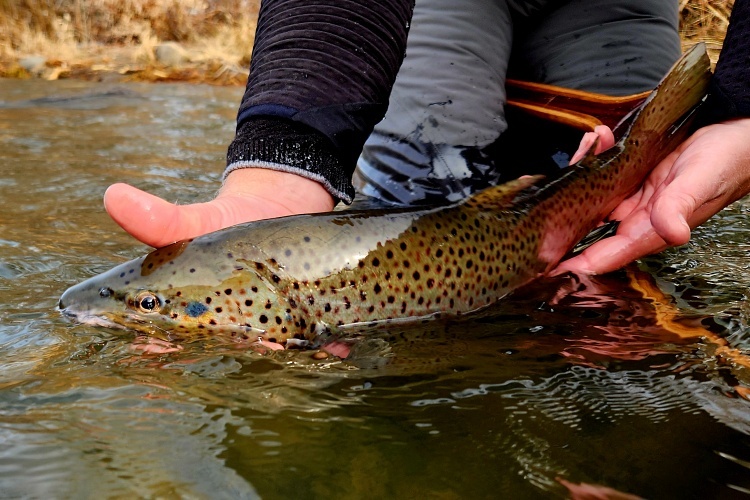 Fly fishing on the Truckee River has improved since the last fishing report as a result of dropping flows