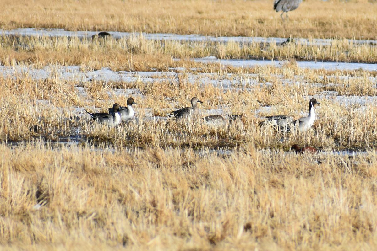  CPW Asking for Public Comment on Possible Northeast Duck Hunting Season Changes