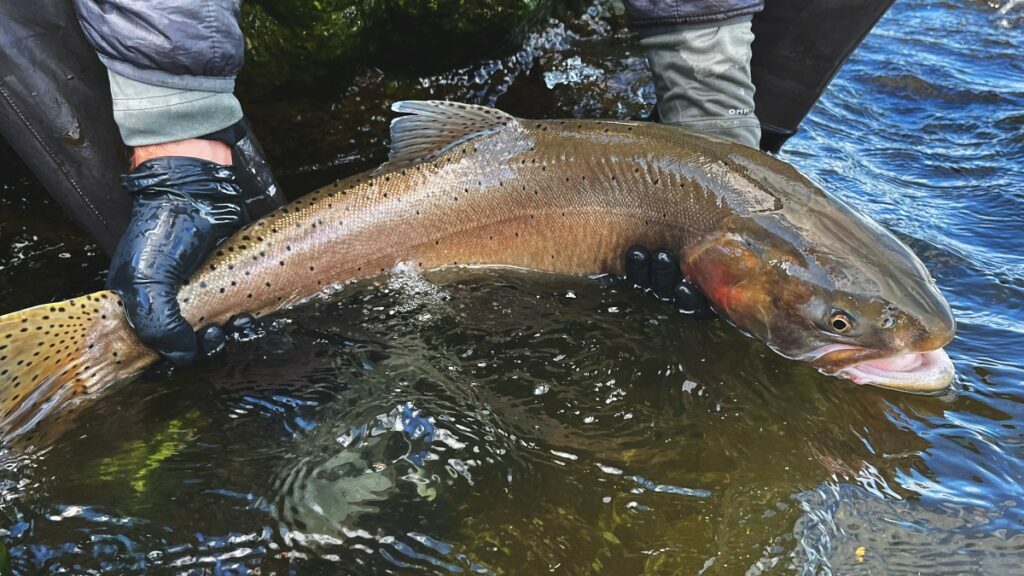 Micro Trout Fly Fishing In California 