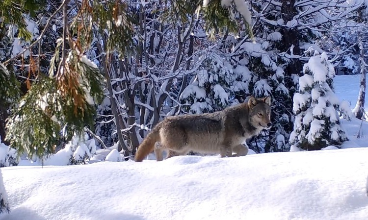 Capture and Collar Efforts Underway for Wolves, Elk and Deer in Northeastern California