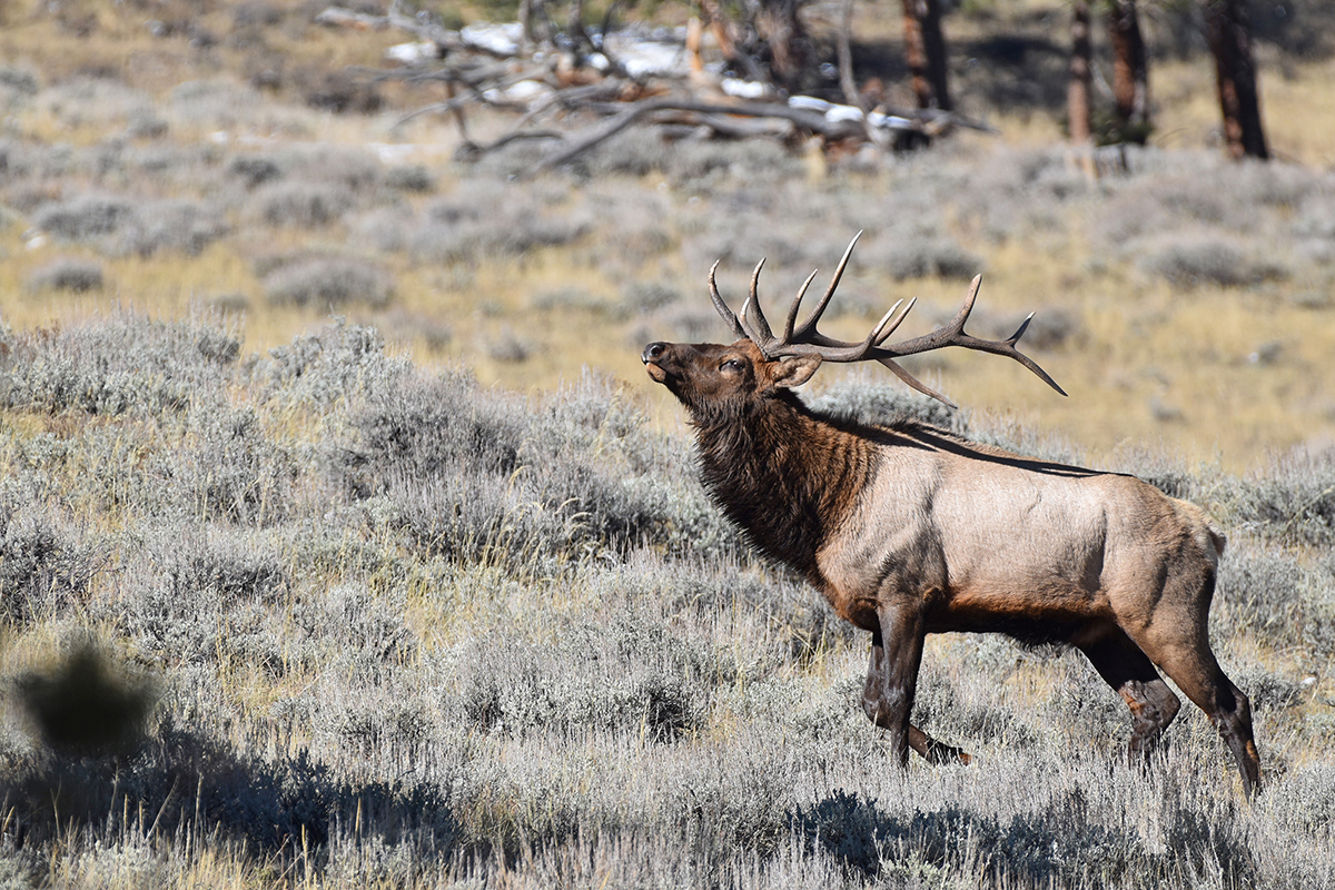 Application period for Colorado big game licenses begins March 1