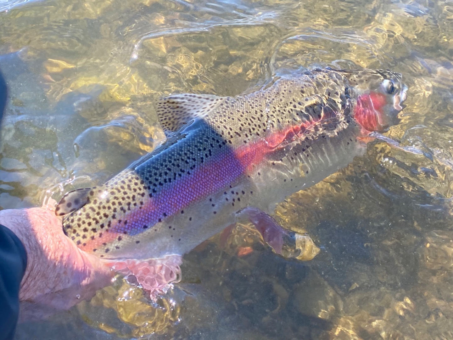 Sacramento River wild Rainbow trout fishing/steelhead fishing 