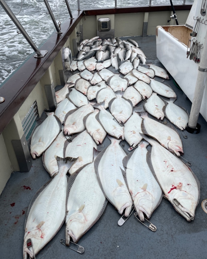 15 limits of halibut & bass by 10:15am!!!!