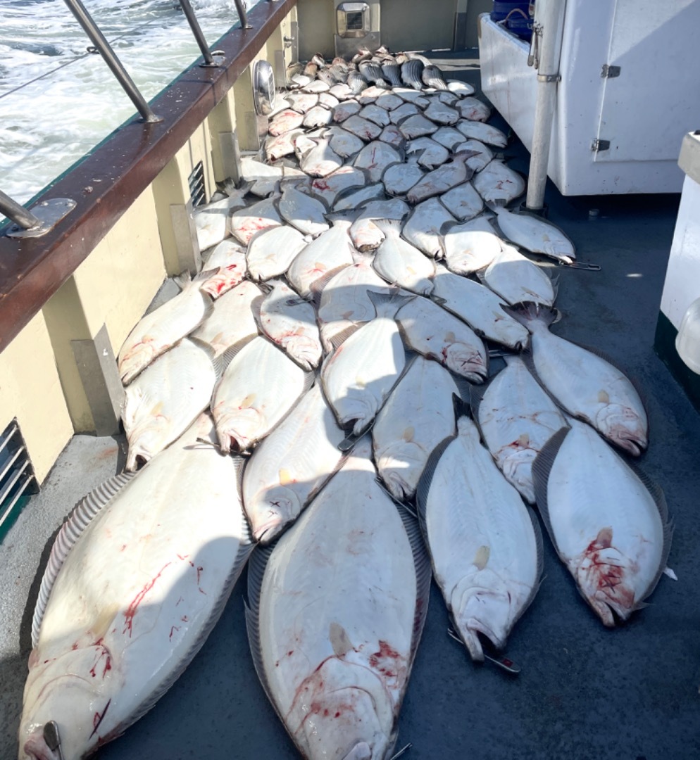 What a comeback. LIMITS OF HALIBUT!!!