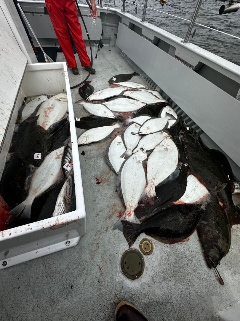Limits of Halibut Before 10 AM