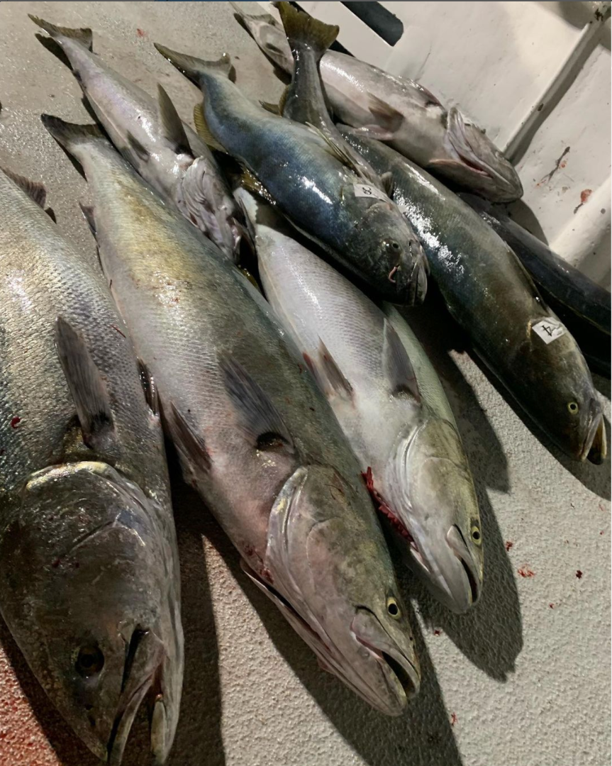 KingFish Fish Report - Fish Report - 1/2 day fishing trip today - April 13,  2024