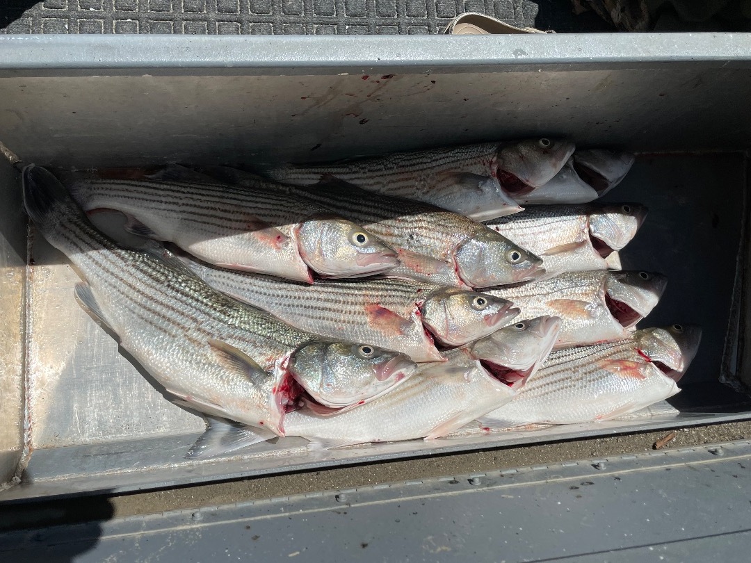 Sac River Striper bite still on fire!