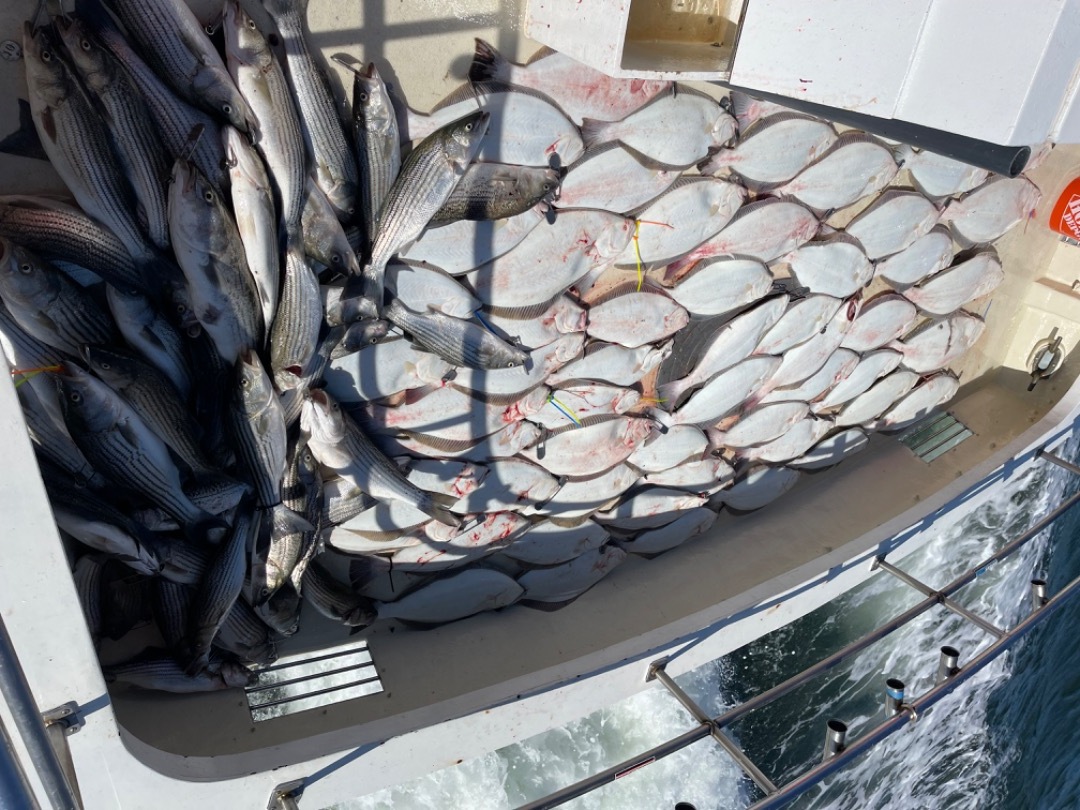 Limits of Striped Bass and 57 Halibut