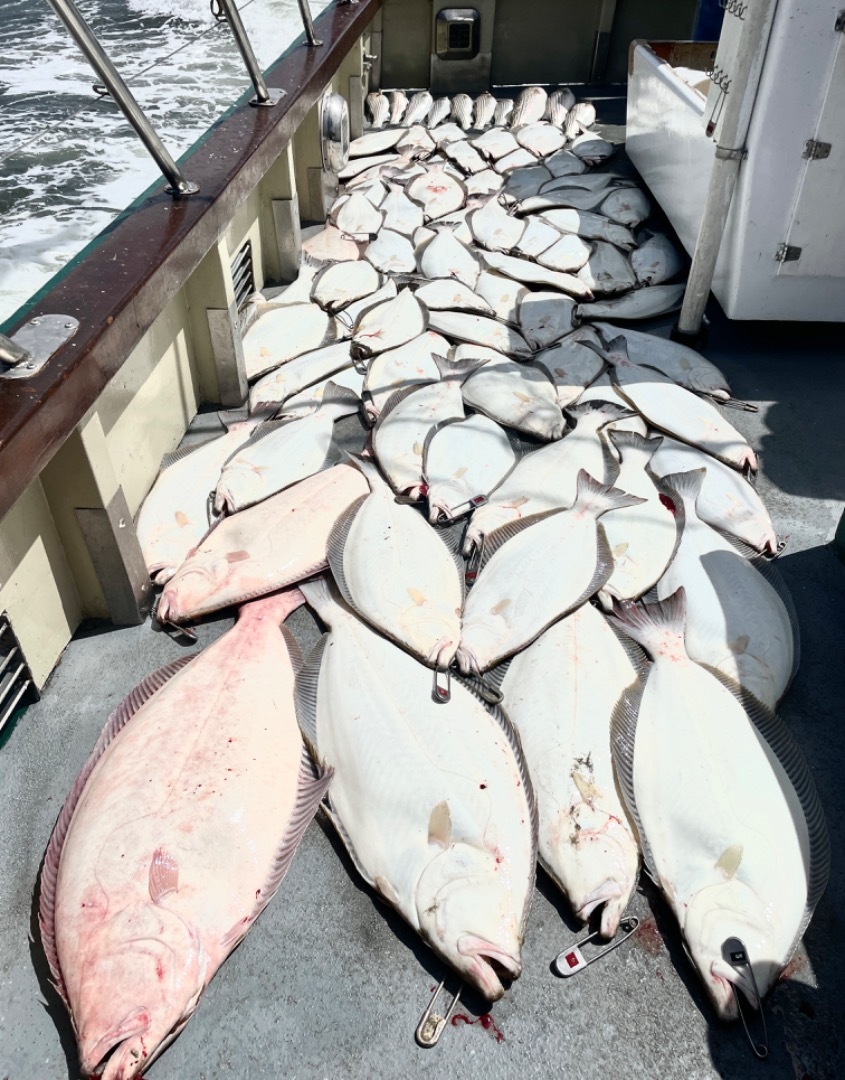 WOW. LIMITS OF HALIBUT AGAIN!!!