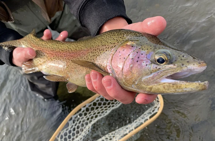 Little Truckee Fishing Report