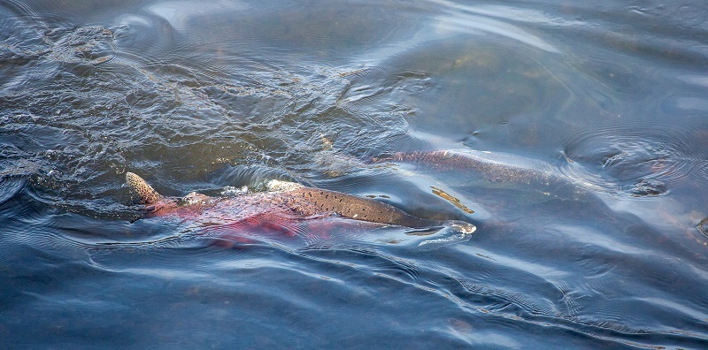 Recreational Ocean, In-River Salmon Fisheries in California to Close for Remainder of 2023 cover picture