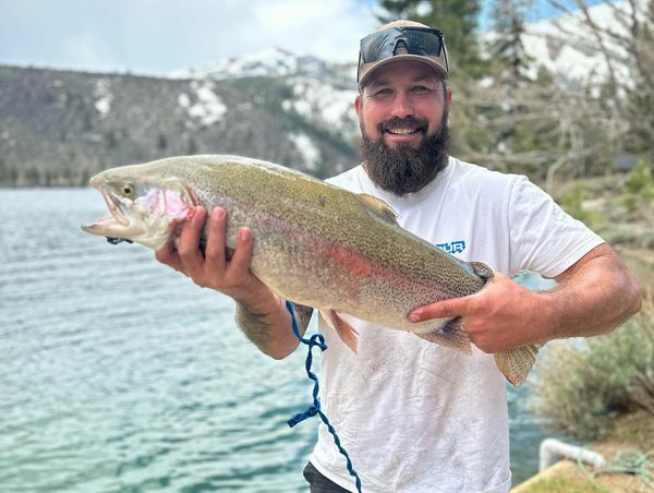 Robinson Creek Fish Report - Bridgeport, CA (Mono County)