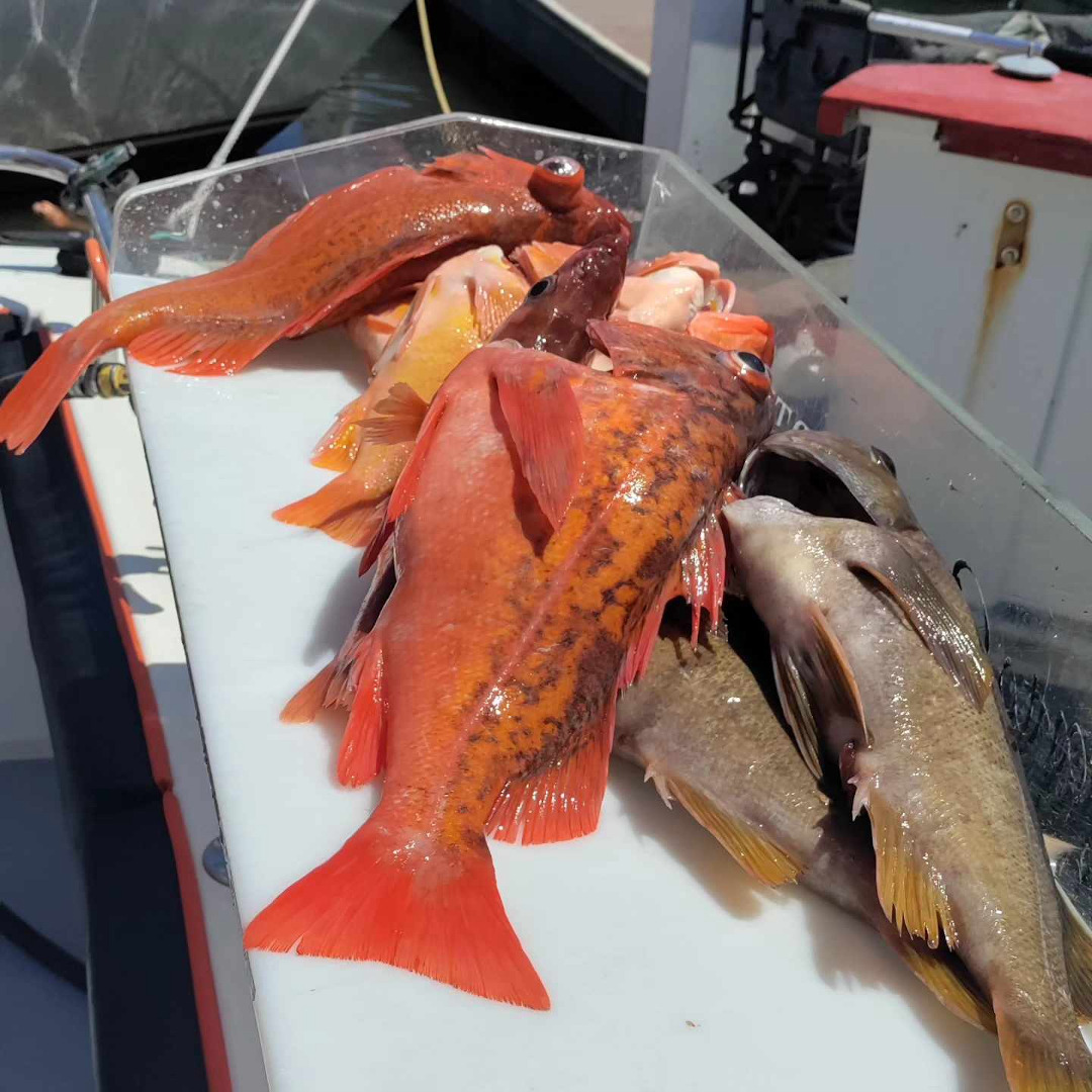 Heading out for rockfish success