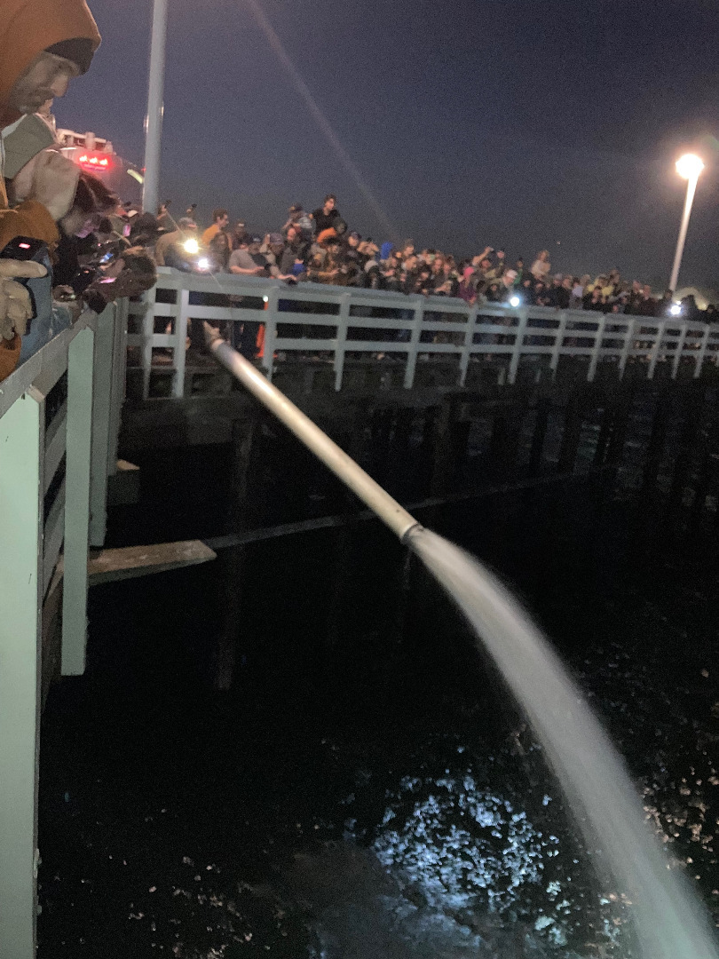 160,000 juvenile salmon released into Monterey Bay