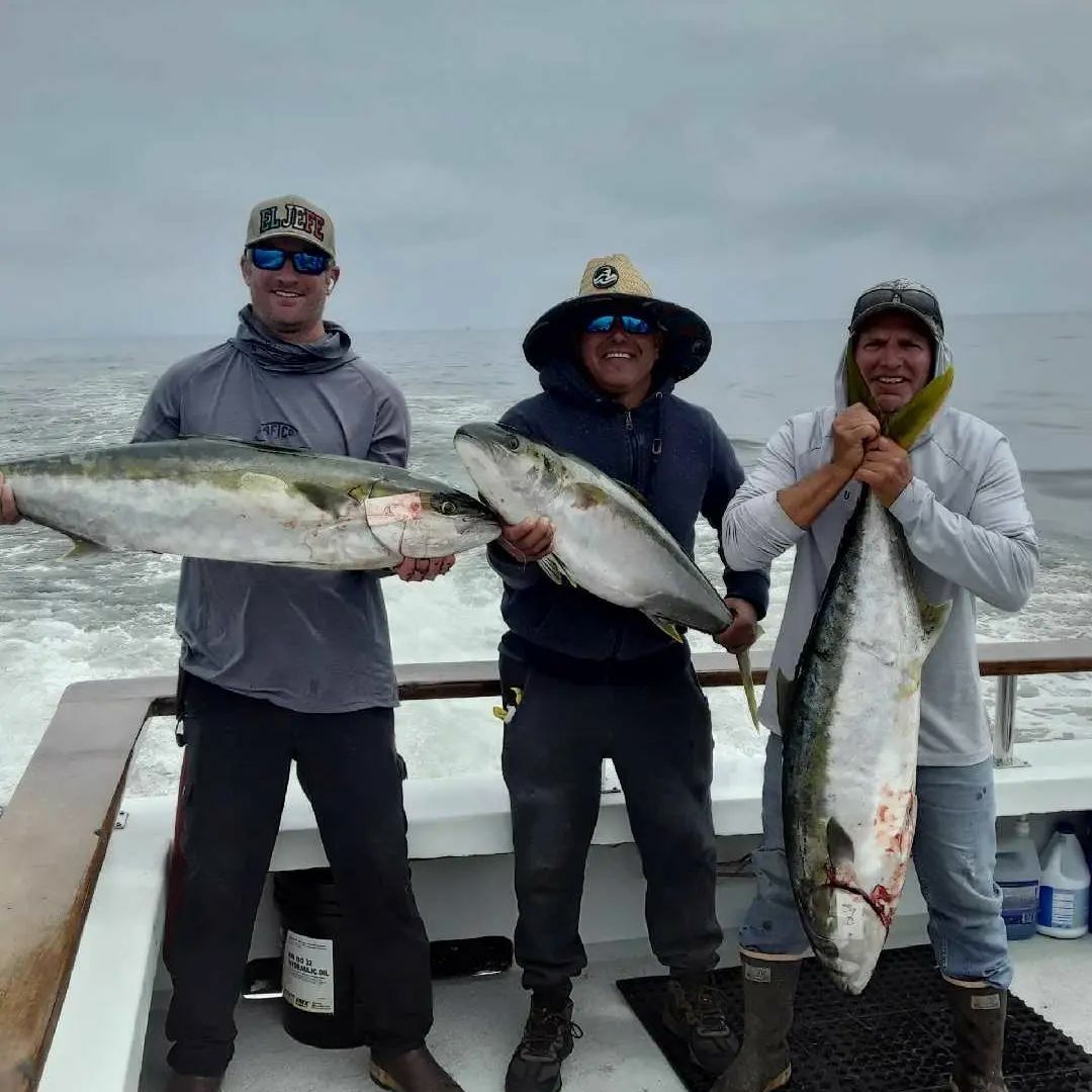 Big Yellows Onboard The Sea Jay