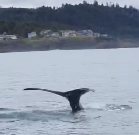Humpback & Gray Whales!