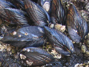 Shellfish Safety Notification: Sport-Harvested Bivalve Shellfish in Santa Barbara County cover picture