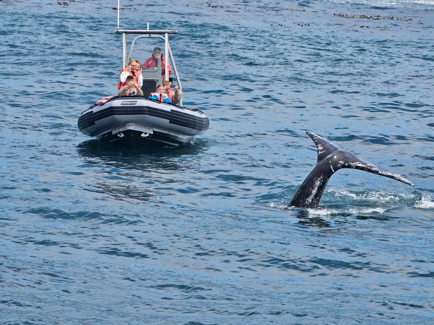 Flukes and fins, a fantastic whale encounter