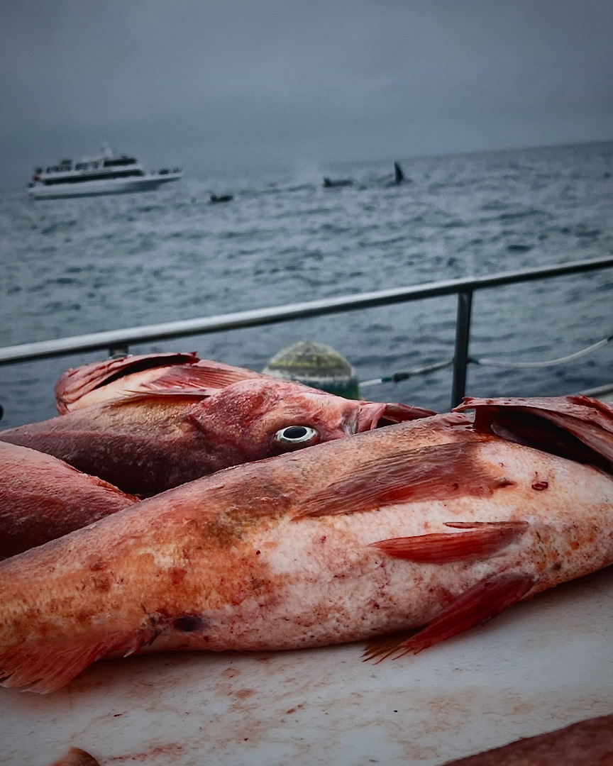 Anglers feasting on southern portion of Monterey Bay cover picture