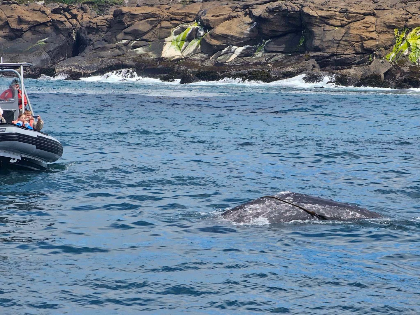 Unbelievable Whale Experience 