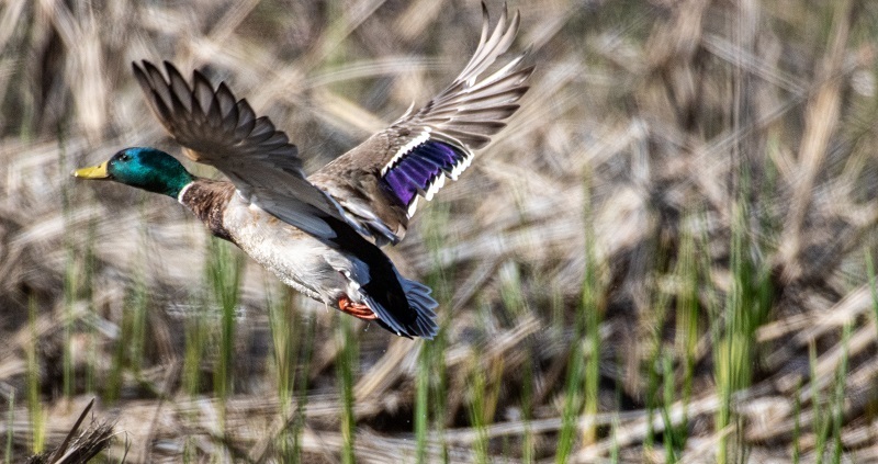 Breeding Ducks Increase by 30 Percent in Annual CDFW Waterfowl Breeding Population Survey