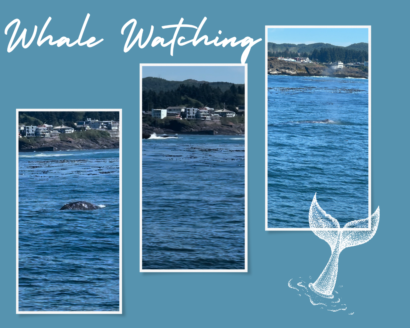 Whale Watching Adventures 