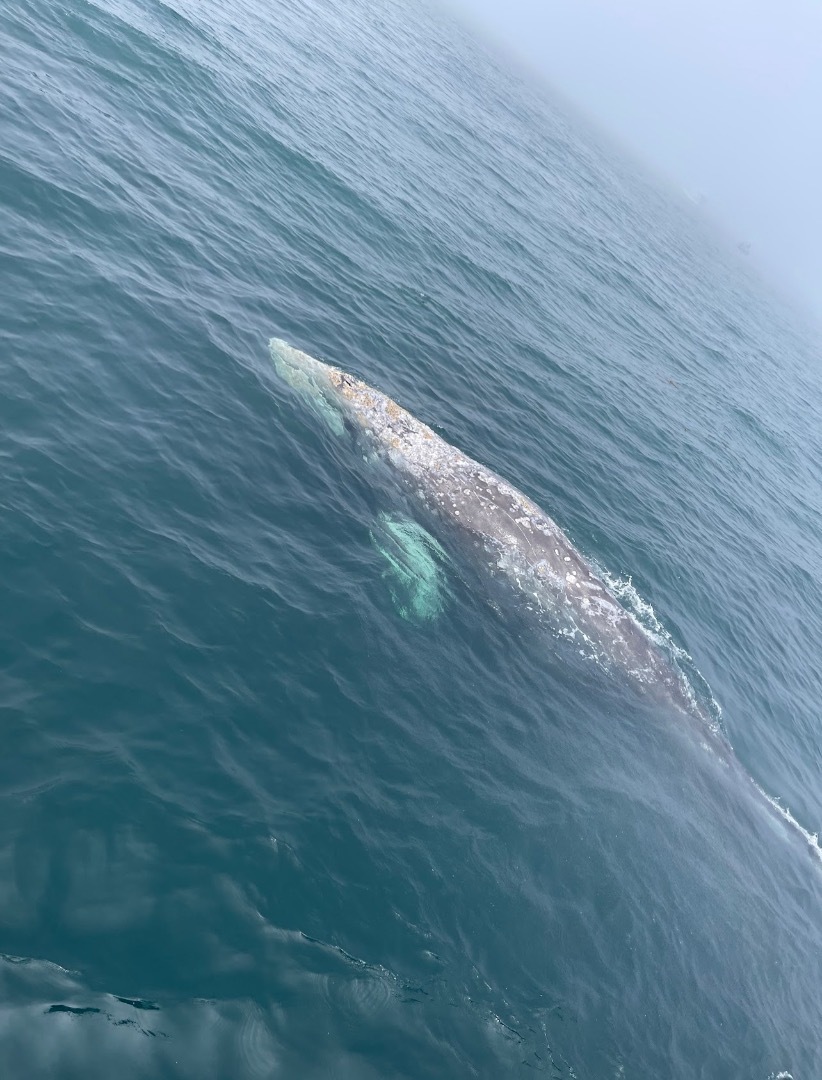 Resident Gray Whales
