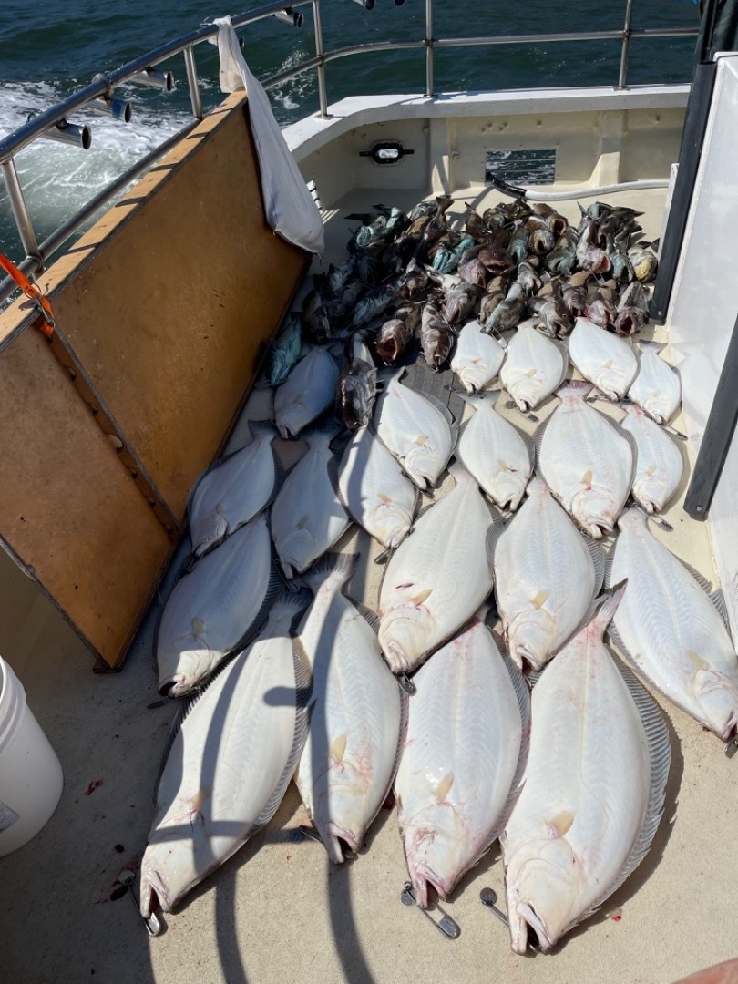 Wide open lingcod and 20 jumbo halibut
