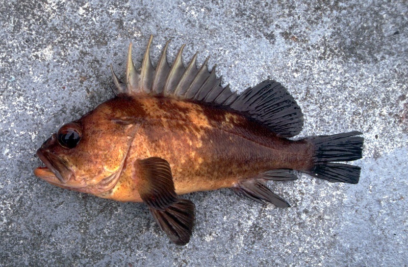 Quillback Rockfish Retention Prohibited Statewide, Effective Aug. 7 cover picture