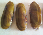 ​CDPH Lifts Warning about Razor Clams from Humboldt County cover picture