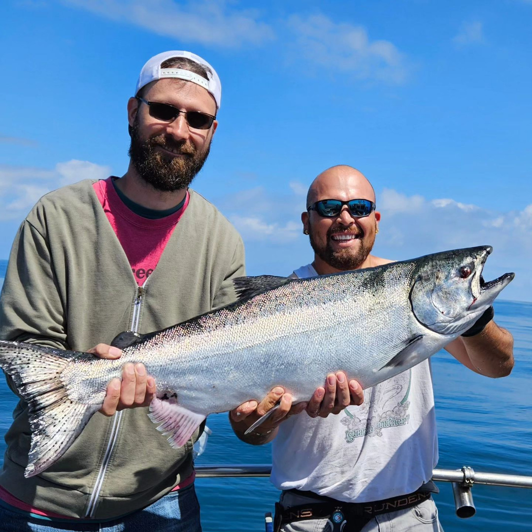 24.75 lb. King Salmon