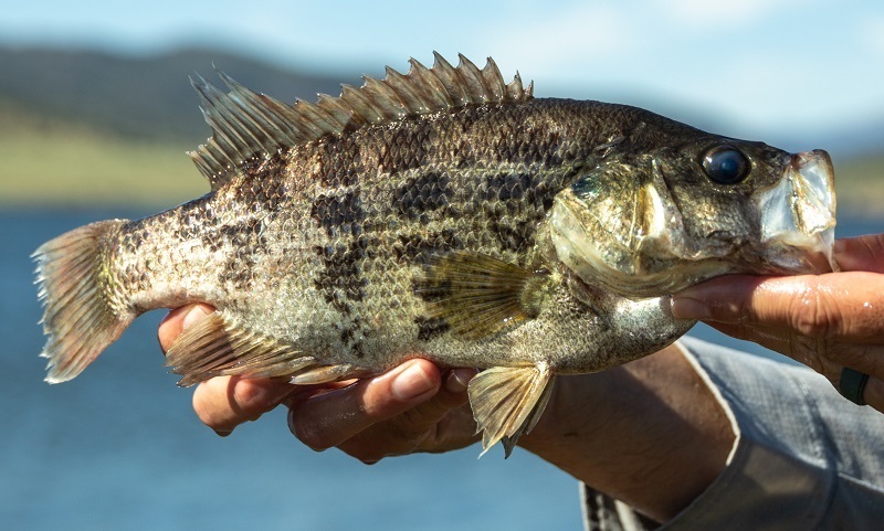CDFW, County of San Diego Bring Sacramento Perch to Southern California to Create Future Urban Fishing Opportunity cover picture