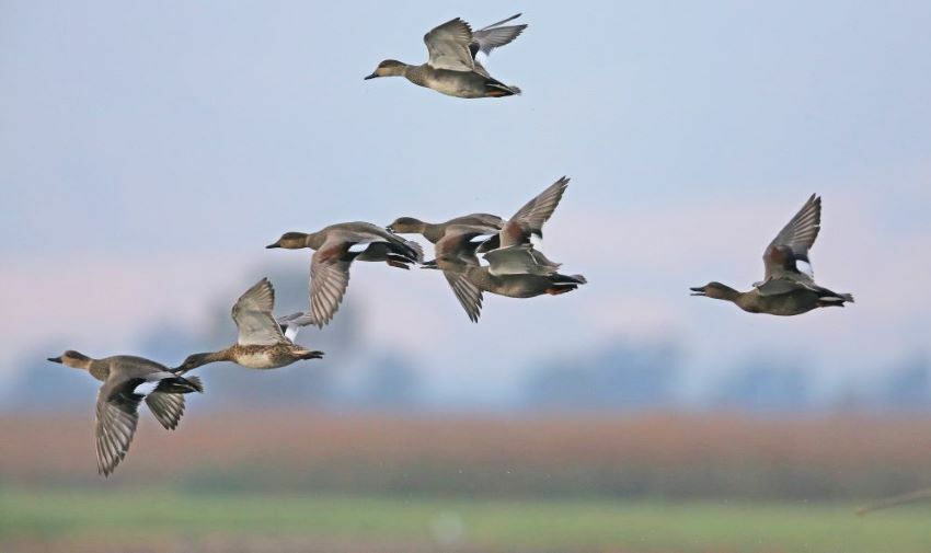 CDFW Offering Waterfowl Hunts at East Bay Ecological Reserve cover picture