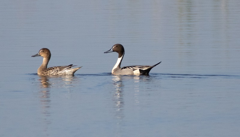 Water Shortages Will Limit Waterfowl Hunting at Shasta Valley Wildlife Area, Other Northeastern Properties