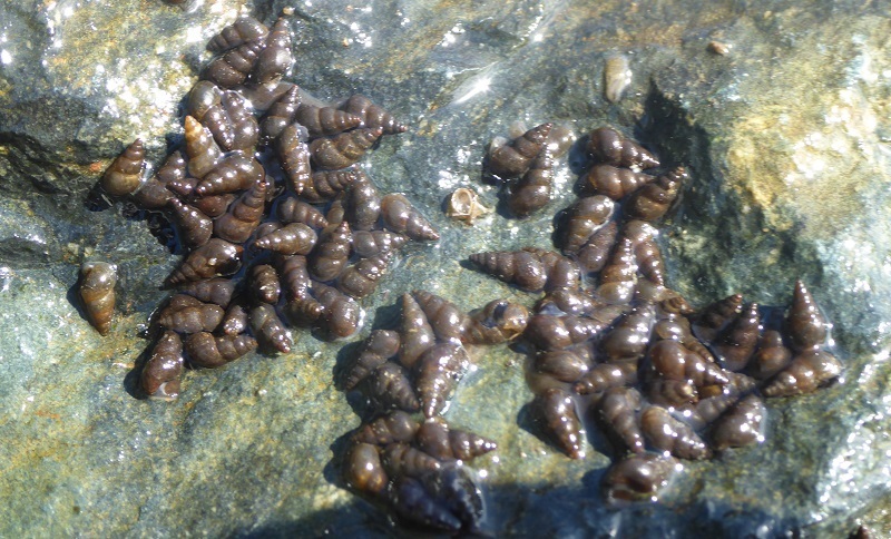 Invasive New Zealand Mudsnails Discovered in Lake Tahoe cover picture