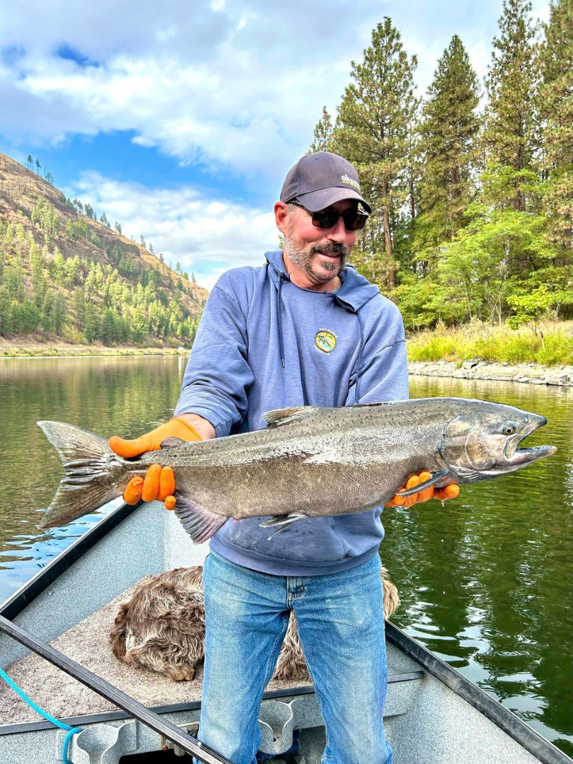  Fall Chinook Salmon fishing on the Clearwater River in Idaho is good and getting better everyday!
