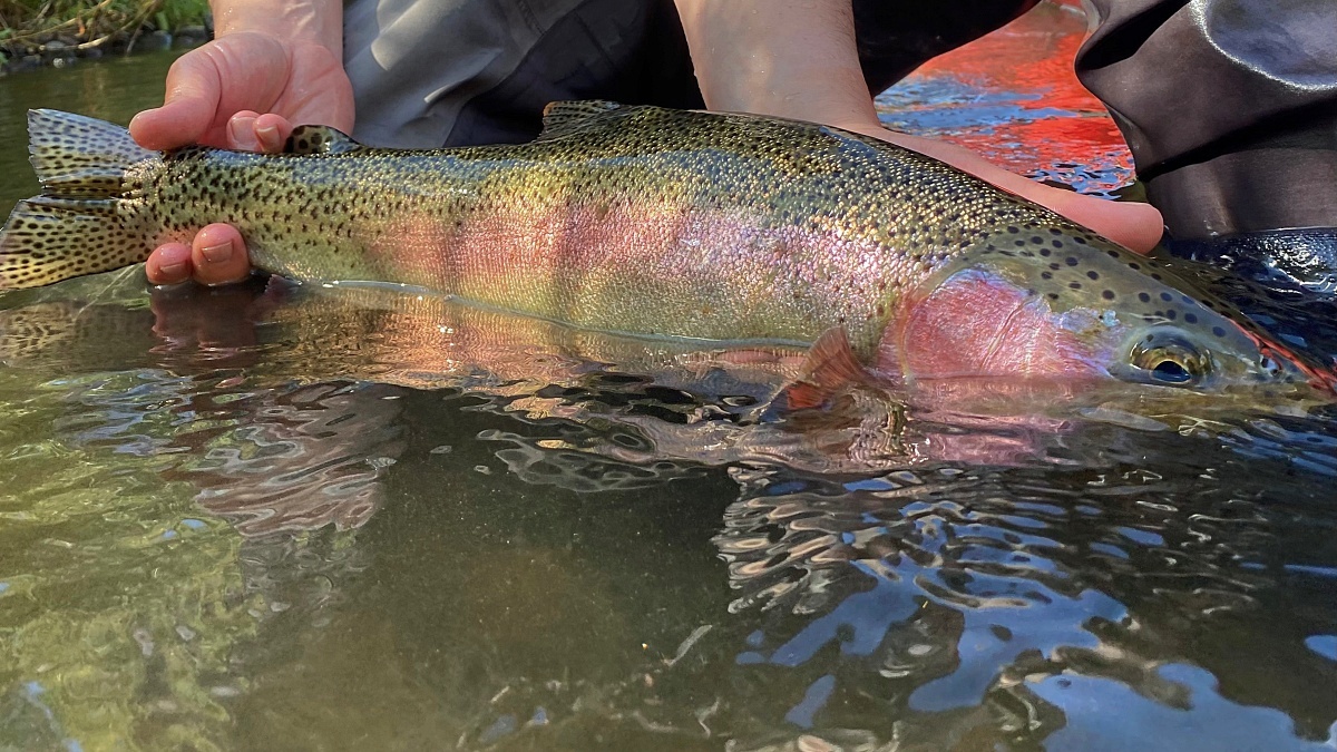 A colorful T-10 along the shores of Pyramid lake. . . @kaitlin_trout . . # flyfishing #galvanflyreels #flyreel #pyramidlake #lifeonthewa