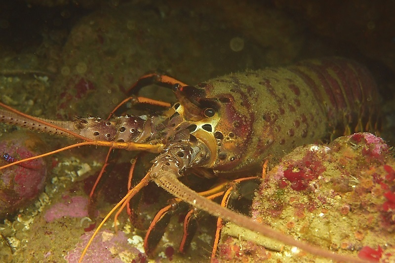 Delayed Recreational and Commercial Spiny Lobster Fisheries to Open in Los Angeles and Orange Counties cover picture